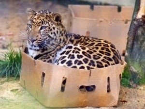 Miért macskák, mint a doboz, karton, városi macskák