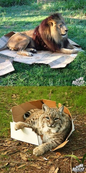 Miért macskák, mint a doboz, karton, városi macskák