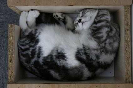 Miért macskák szeretnek elbújni kartondobozban