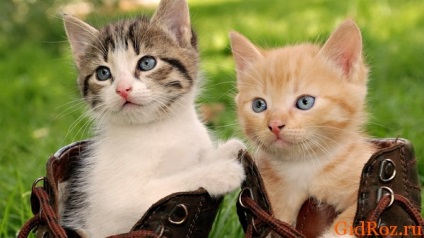 Miért macskák, mint a verejték szagát, ami annyira vonzó számukra a nedves hónalj és piszkos zokni