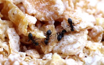 Miért hangyák úgynevezett erdei ápolók miért hangyák - ápolók erdő