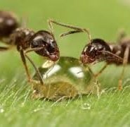 Miért hangyák ápolók erdő 