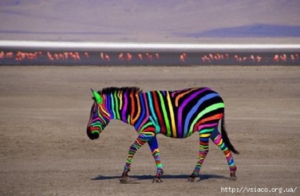 Miért van az életünk, mint egy zebra