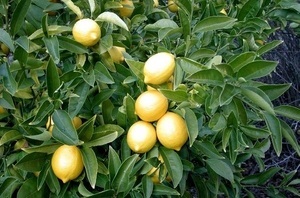 Miért nem termő citrom magic növények