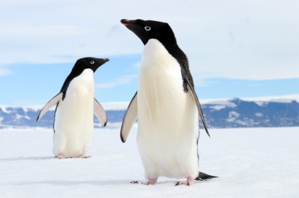 Miért nem pingvinek fagyasztás az Antarktiszon, csak annyit kell tudni, kérdés és válasz, a felhozott érvek és tények