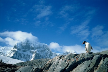 Miért nem pingvinek fagyasztás az Antarktiszon, csak annyit kell tudni, kérdés és válasz, a felhozott érvek és tények