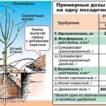 Termékenyítő áfonya kert kora tavasszal, nyáron, ősszel és ecet és a citromsav elektrolit