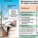 Termékenyítő áfonya kert kora tavasszal, nyáron, ősszel és ecet és a citromsav elektrolit