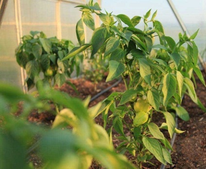 Termékeny, mint a paprika az üvegházban, és milyen gyakran, milyen a víz, polikarbonát, trágyázás üvegházban a (etetés) Termékenyítő paprika az üvegházban, mit és milyen gyakran, milyen a víz, polikarbonát, trágyázás üvegházban