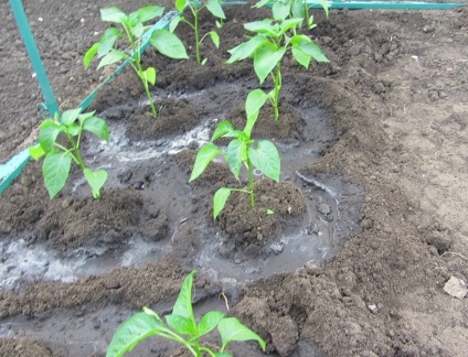 Termékeny, mint a paprika az üvegházban, és milyen gyakran, milyen a víz, polikarbonát, trágyázás az üvegházban (zuhanyzás) Termékenyítő paprika az üvegházban, mit és milyen gyakran, milyen a víz, polikarbonát, trágyázás üvegházban