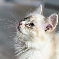 A szubkután tályog macskák tünetek, kezelés, ellátás - minden a macskák és macskák szeretettel