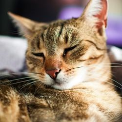 A szubkután tályog macskák tünetek, kezelés, ellátás - minden a macskák és macskák szeretettel