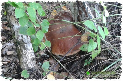 A kirándulás az erdőben gombát én felülvizsgálata sok fénykép