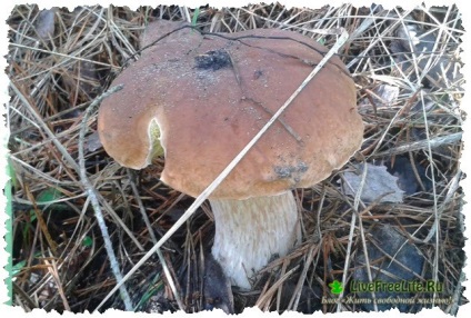 A kirándulás az erdőben gombát én felülvizsgálata sok fénykép