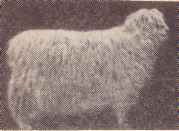 Polutonkorunnyh hosszú szőrű fajták, mint a juh