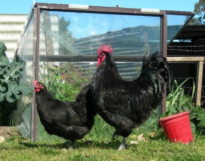 A Jersey óriás csirkék fajta leírás, előnyeiről és hátrányairól, videók és fotók