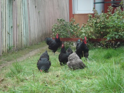 A Jersey óriás csirkék fajta leírás, előnyeiről és hátrányairól, videók és fotók