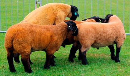 Juhfajta Suffolk, Suffolk juh, birka Suffolk, Suffolk juh (Suffolk juhfajta) Suffolk fajta juh, birka, Suffolk, Suffolk juh, Suffolk juh