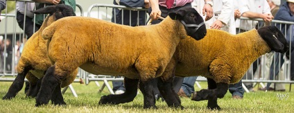 Juhfajta Suffolk, Suffolk birka, juh Suffolk, Suffolk juh (Suffolk juh) Suffolk fajta juh, birka, Suffolk, Suffolk juh, Suffolk juh