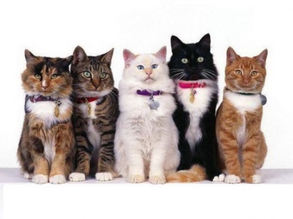 Szabályai az ellátást a macskák - hírek az állatokról, ritka állatok és mitikus állatok