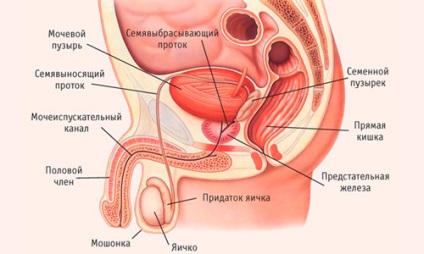 A krónikus prosztatitis hatását reproduktív függvényre)