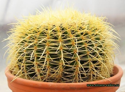 Tartása Echinocactus otthon