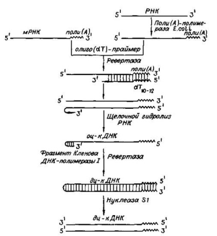 Rekombináns (kiméra) DNS - Biológia