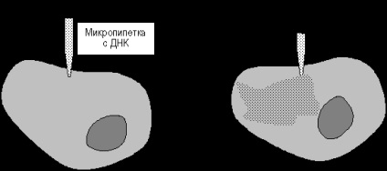 Rekombináns (kiméra) DNS - Biológia