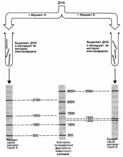 Rekombináns (kiméra) DNS - Biológia