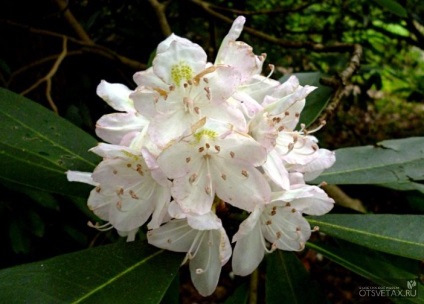 Rhododendron kert ültetés és gondozás Photo