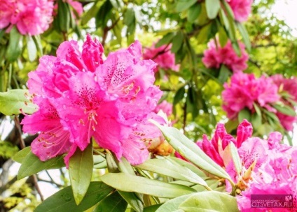 Rhododendron kert ültetés és gondozás Photo