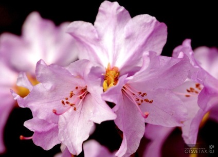 Rhododendron kert ültetés és gondozás Photo