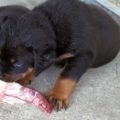 Rottweiler, farka, farokkurtítás Rottweiler (fotó és videó)
