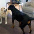 Rottweiler, farka, farokkurtítás Rottweiler (fotó és videó)