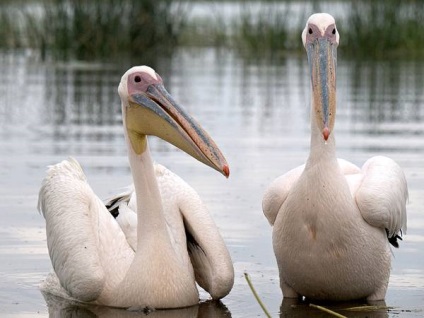 Fehér pelikán (pelecanus onocrotalus) fotó Pink pelikán élőhely jellege között lenni