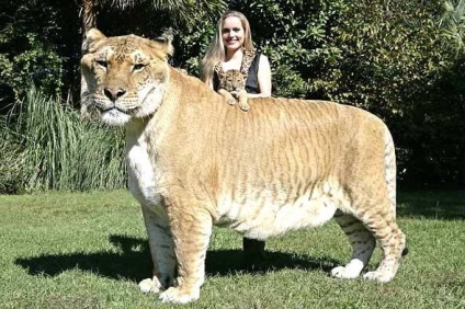 A legnagyobb macska a világon, zoozagadki