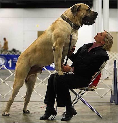 A legnagyobb kutya a világon - fotó, rock, magasság, súly, Guinness World Records