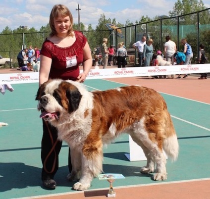 A legnagyobb kutya a világon - fotó, rock, magasság, súly, Guinness World Records
