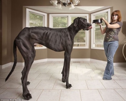 A legnagyobb kutya a világon - fotó, rock, magasság, súly, Guinness World Records