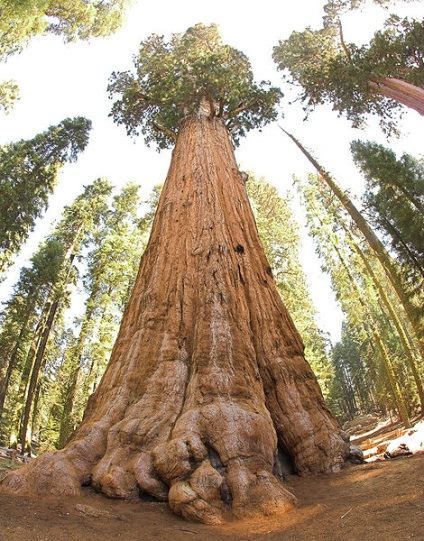 A legnagyobb és legöregebb fája