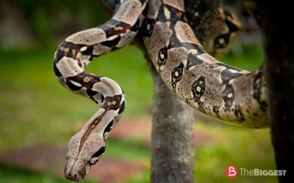 A legnagyobb kígyó a világon (a listát a fotó)