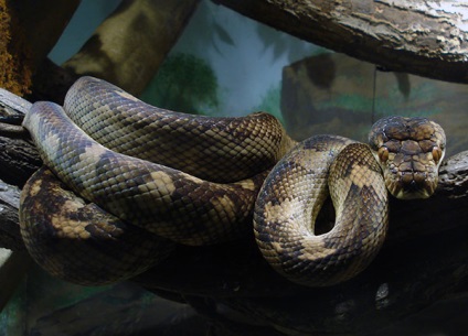 A legnagyobb kígyó a világon - a top 10 nagy kígyók