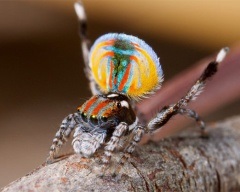 A legszokatlanabb rovarok fotók, a legszokatlanabb rovarok a világ fotó, a legszokatlanabb lenyűgöző