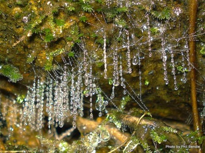 A legszokatlanabb rovarok fotók, a legszokatlanabb rovarok a világ fotó, a legszokatlanabb lenyűgöző (rovarok) A legszokatlanabb rovarok fotók, a legszokatlanabb rovarok a világ fotó, a legszokatlanabb lenyűgöző