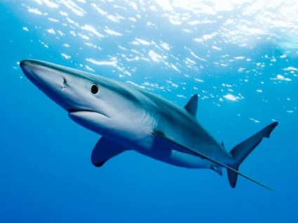 A legveszélyesebb cápák