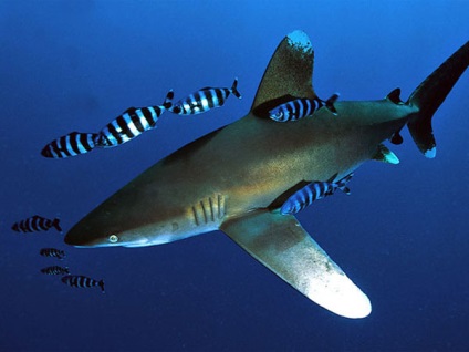 A legveszélyesebb cápák