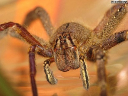 A legtöbb mérgező és veszélyes pókok a világon