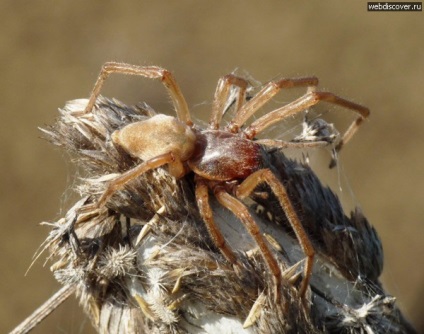 A legtöbb mérgező és veszélyes pókok a világon