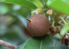 Sapodilla készítmény, kalóriatartalmú, jó, receptek (összetétele sapodilla) Sapodilla készítmény, kalória, jó, receptek