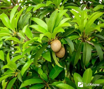 Sapodilla készítmény, kalóriatartalmú, jó, receptek (összetétele sapodilla) Sapodilla készítmény, kalória, jó, receptek